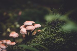 mushrooms kirstenbosch