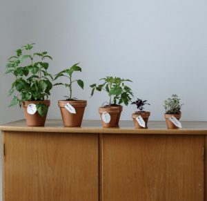Growing herbs indoors