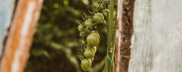 tomato companion planting