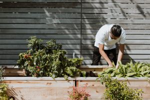 vegetable garden mulch