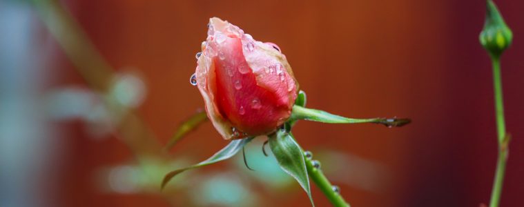 rose bud