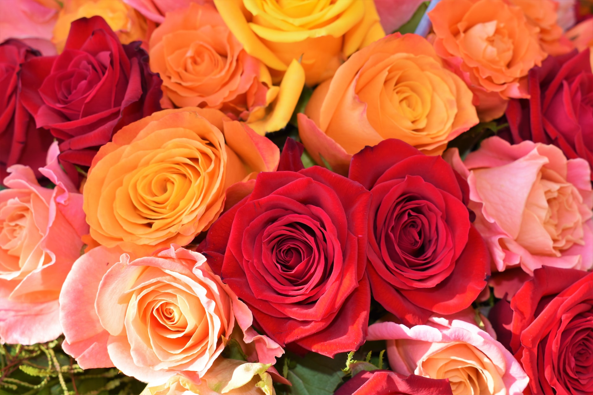 Rose colours and their meanings | SA Garden and Home