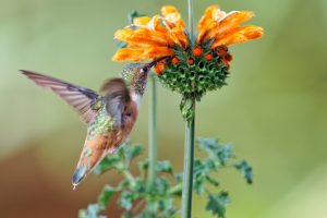 a zoomed in Leonotis Leonurus