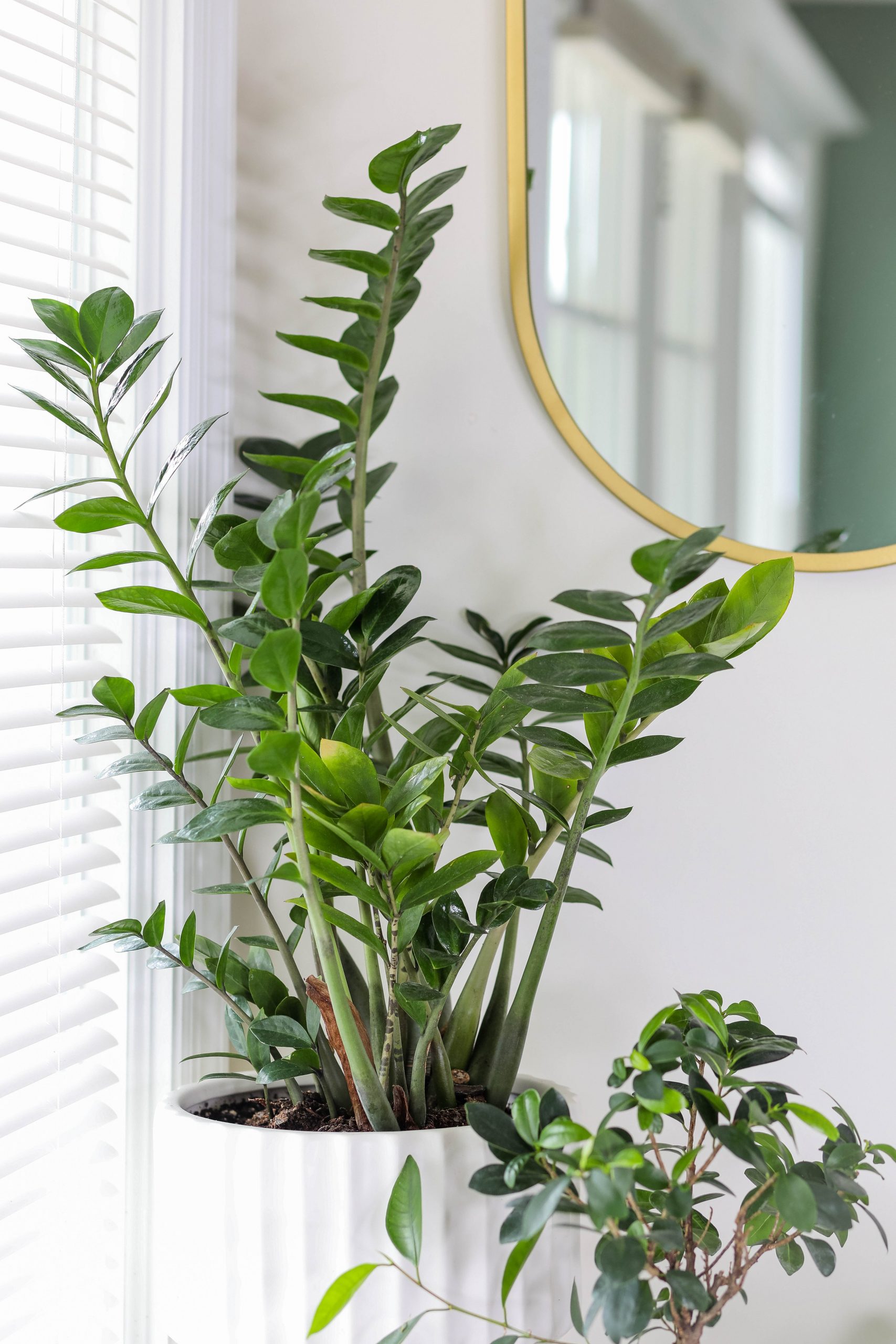 5 Indoor Plants That Thrive In Low-light Conditions | SA Garden And Home