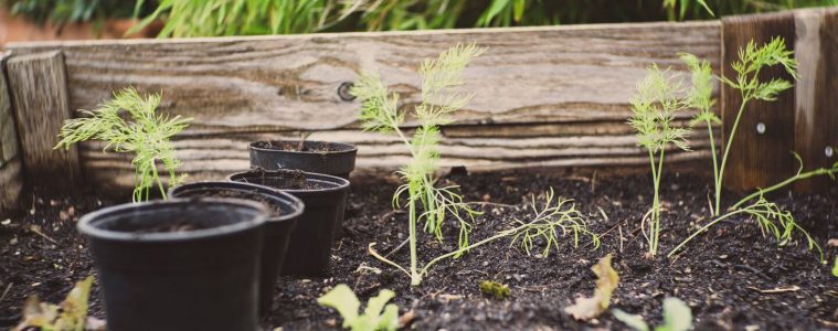 How to make instant compost using your weeds