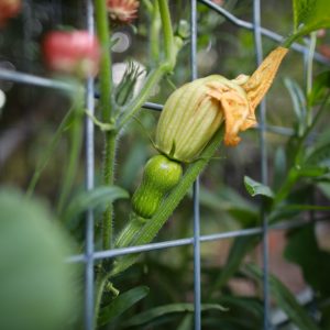 winter squash