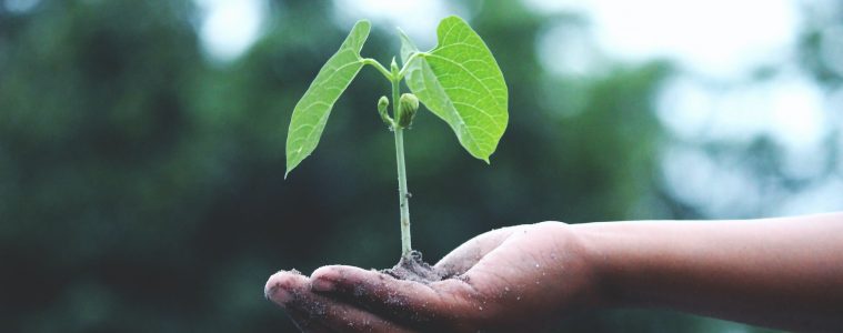 a hand holding a growing plant