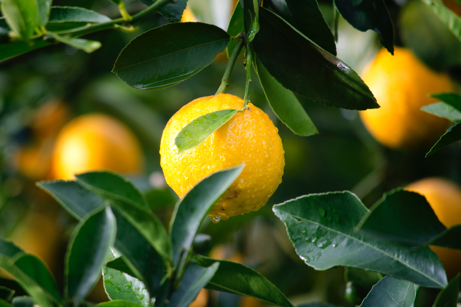 lemons-growing-on-a-tree png