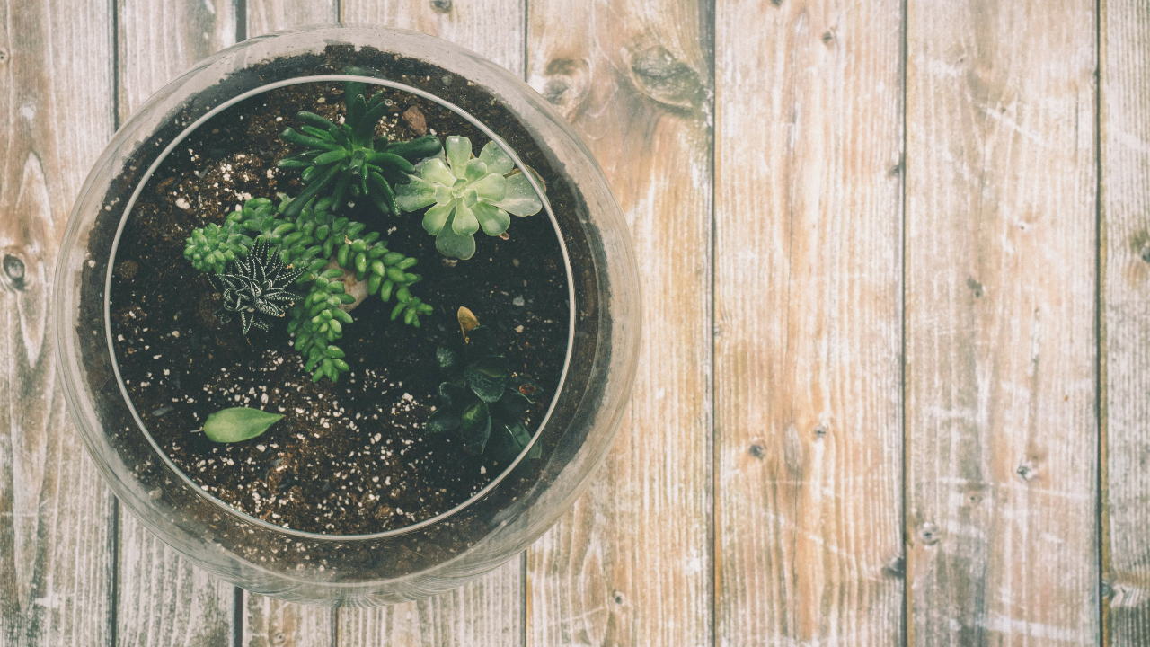 What are your thoughts on this terrarium table i made? : r/terrariums