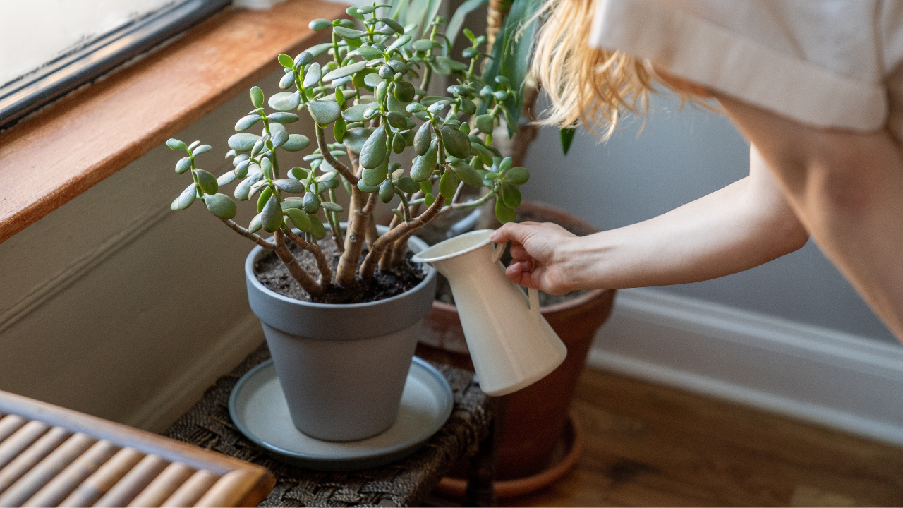 Clean House Plants With Milk