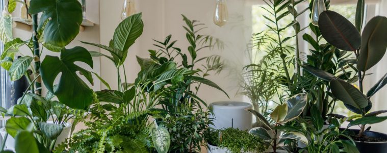 Purify the air in your home with these indoor plants