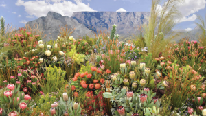 Fynbos Plants to grow at home