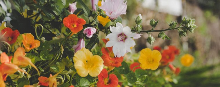 Nasturtium feature image