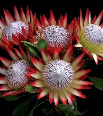 tips for planting proteas 2