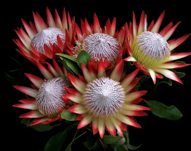 tips for planting proteas 2