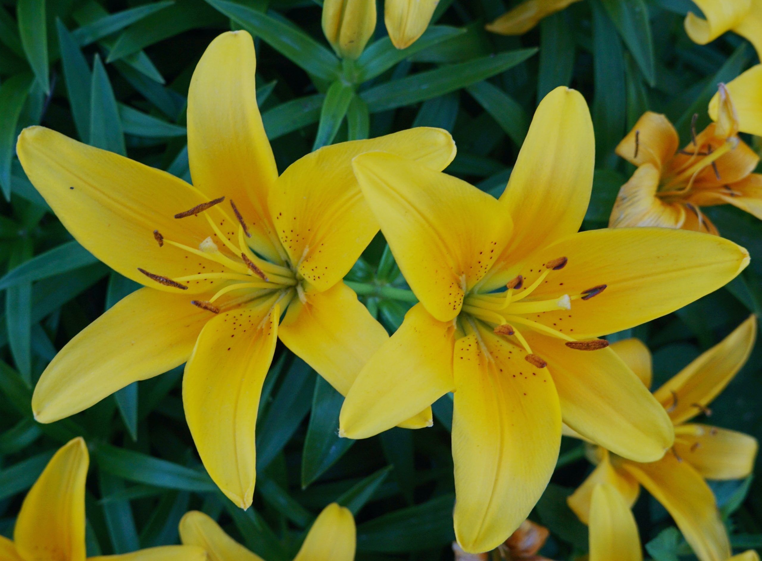 Care tips for lilies 3 | SA Garden and Home