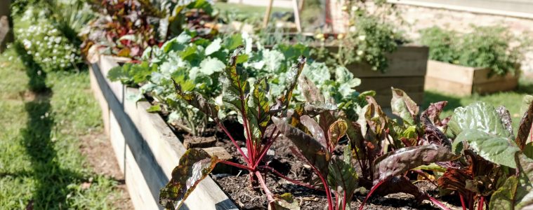 Raised garden bed (1)