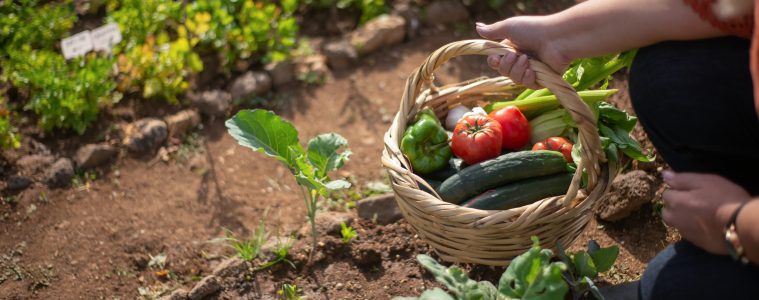 vegetable garden 1