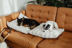 How to prepare your home for a new pet (1)