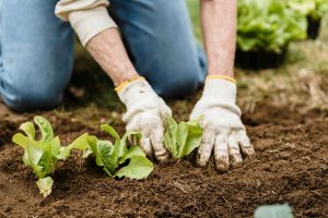 Seeds for your garden