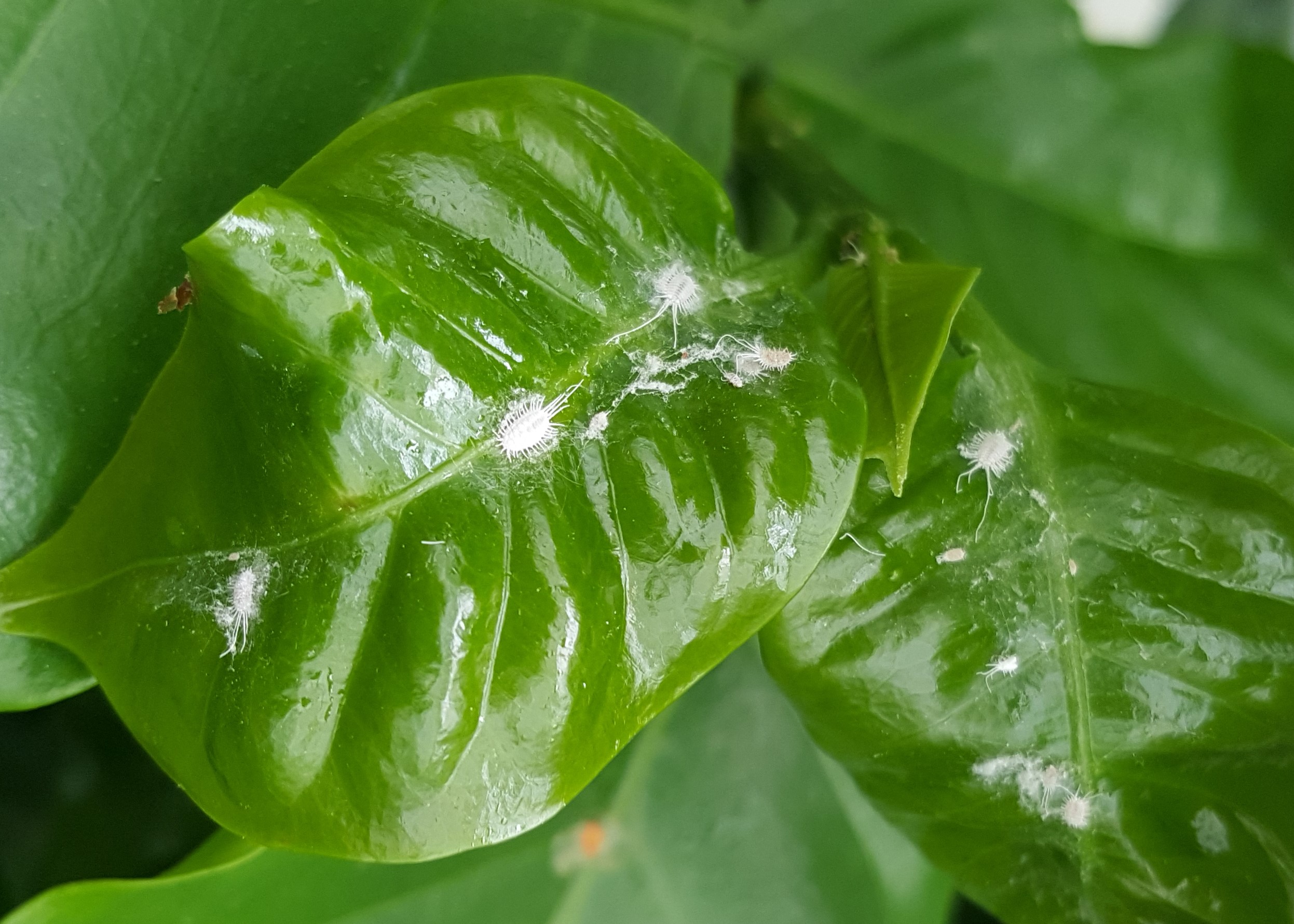 How to Get Rid of Mealybugs on your Indoor Plant