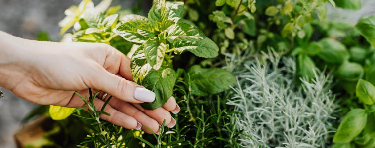 herbs in a container