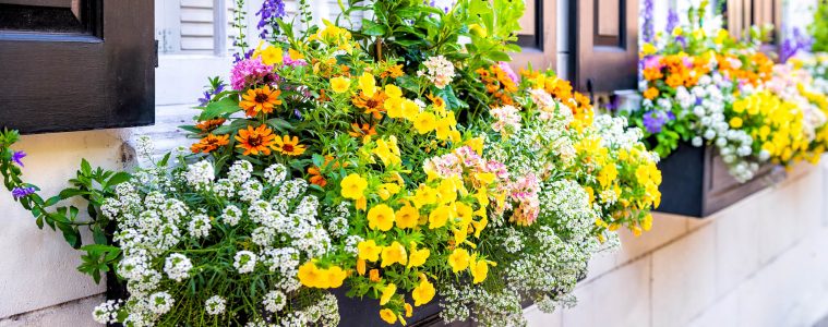 A window plant box