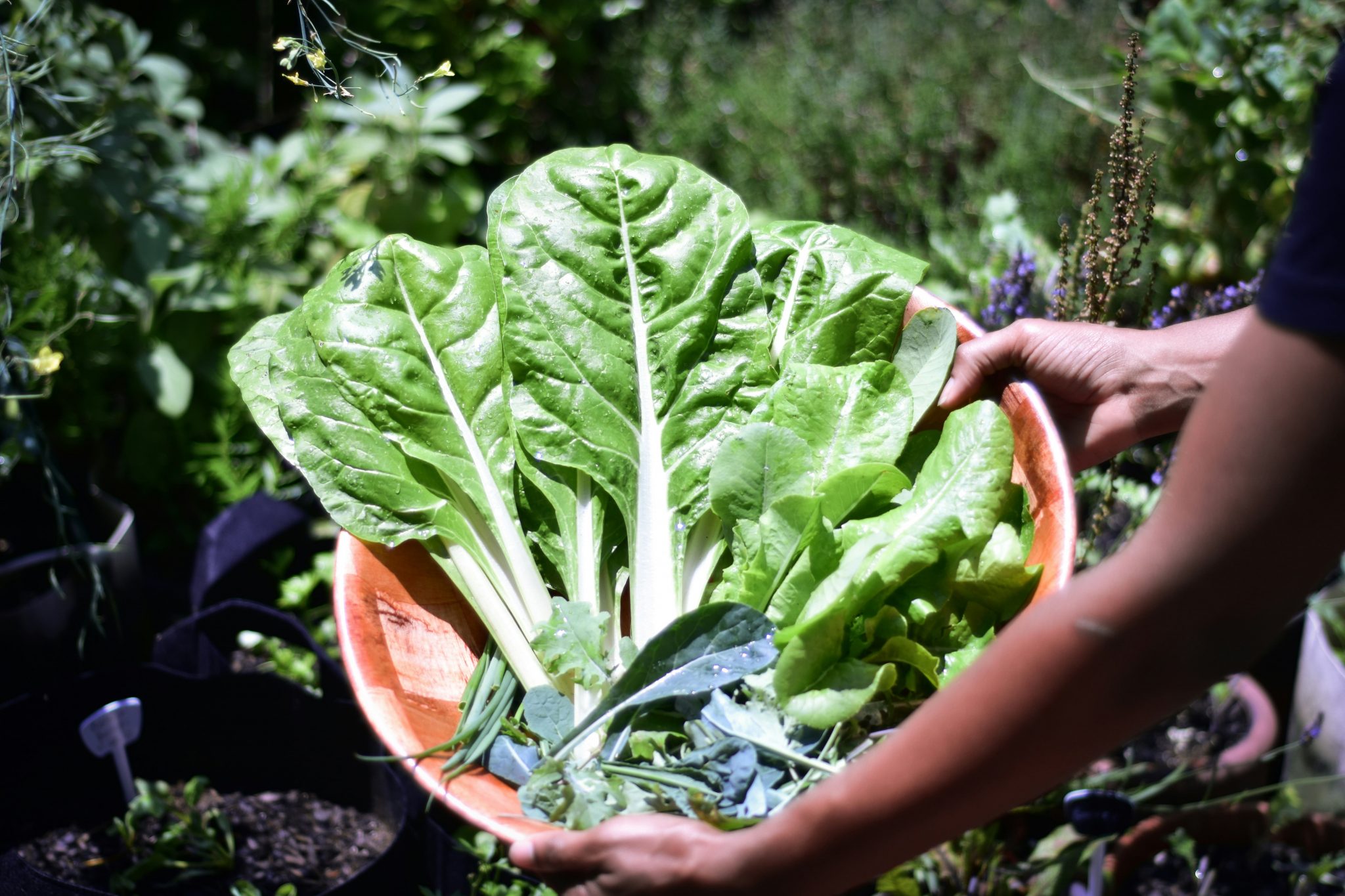 5 benefits of growing your own vegetables | SA Garden and Home