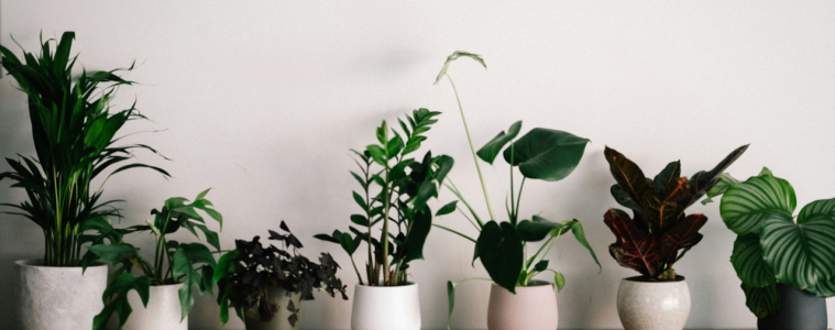 Houseplants in a home on a shelf