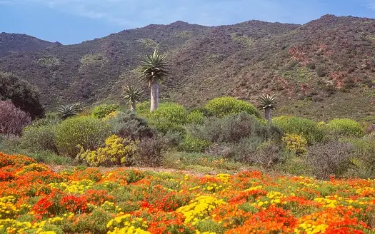 Karoo Garden