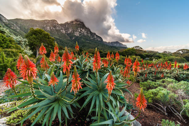 Kirstenbosch Gardens, Cape Town