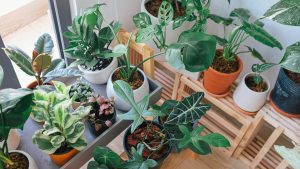Houseplants to bring positivity into your home