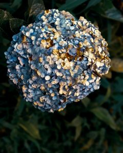 drying hydrangeas