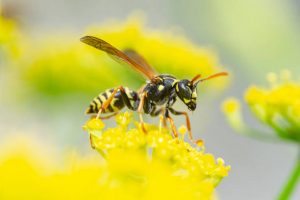 wasp in a yellow flower.