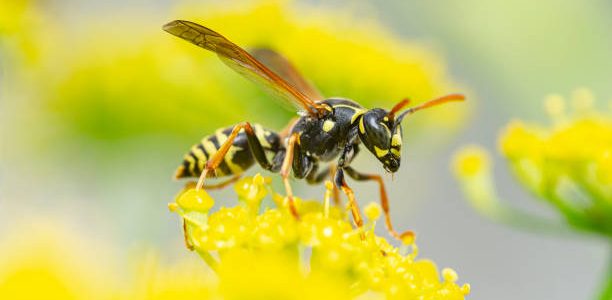 wasp in a yellow flower.