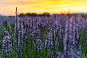 lavender flowers blooming in field
