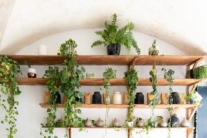 Stylish wall with houseplants with vine plants