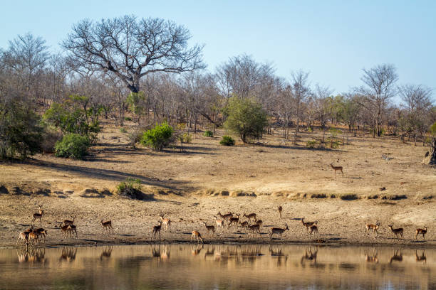 Lowveld Botanical Garden, Mpumalanga