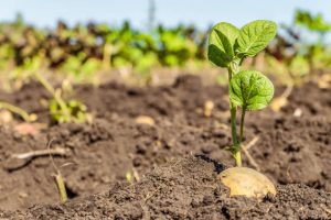 How to plant potatoes Sprouted potato tuber.