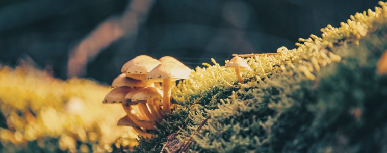 4 ways mushrooms can be beneficial to your health