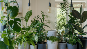 5 things plants need to grow and their functions 2