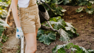 5 watering mistakes to avoid in your vegetable garden