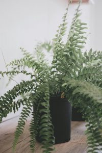 Ferns