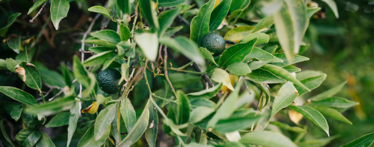 How to grow an avocado tree from a pit