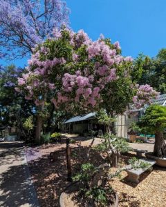 Stellenbosch University Botanical Garden