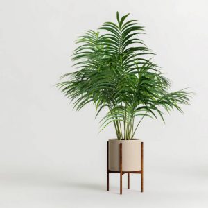 Kentia Palm houseplant potted on white background