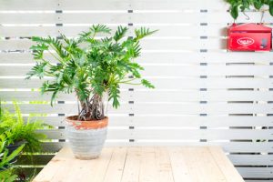 Philodendron tree in pot on wooden table