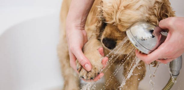 Woman cleans the paw of a dog