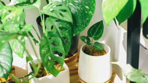How to fix mouldy houseplants