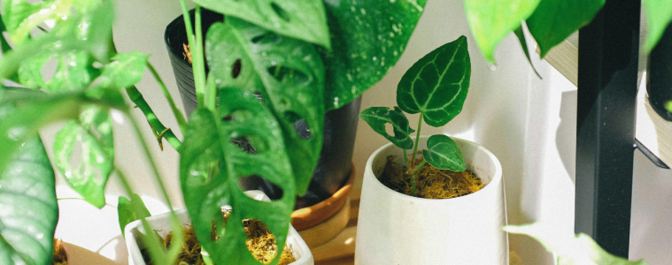 How to fix mouldy houseplants